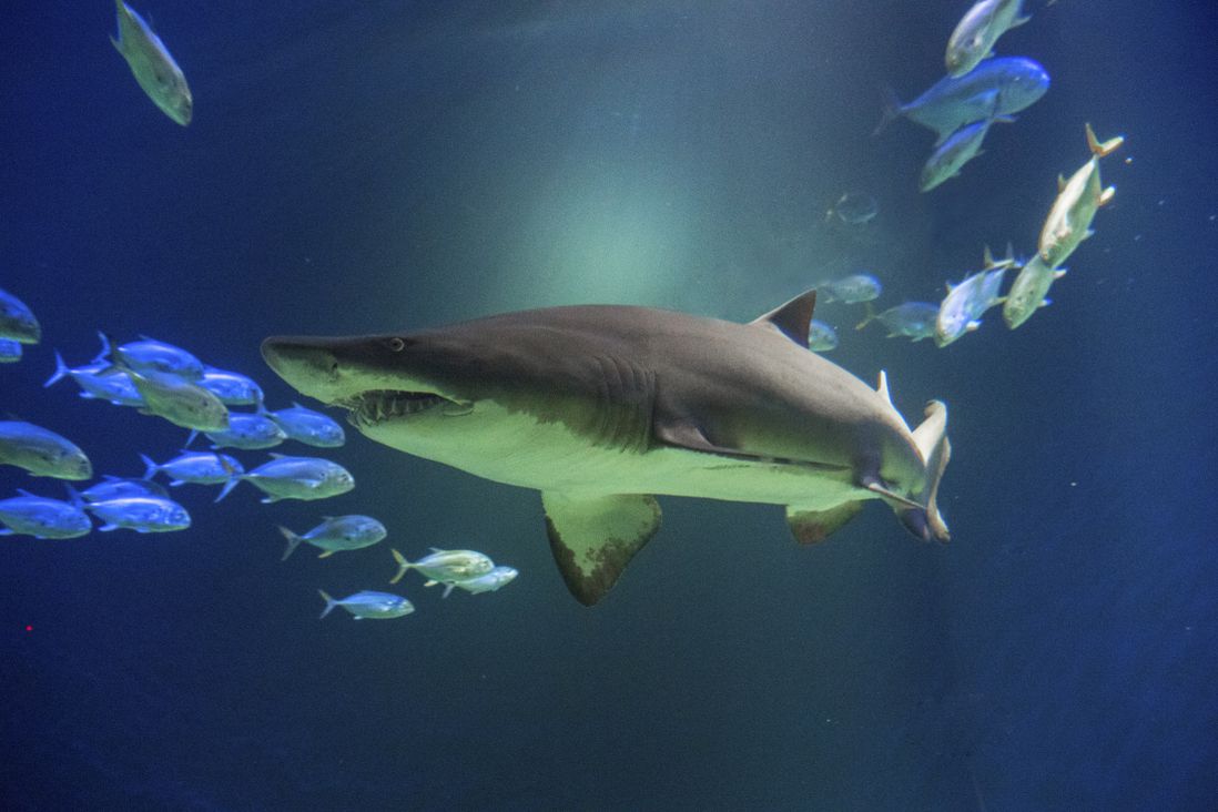 Sandtiger shark (Julie Larsen Maher/WCS)
